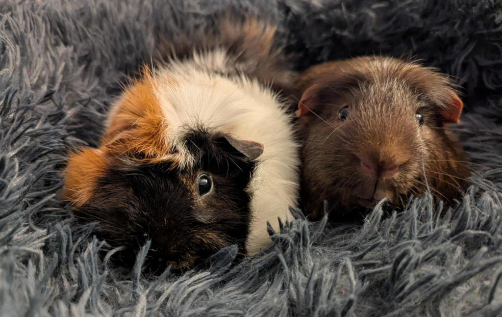 Guinea Pigs